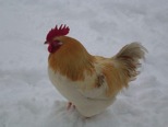 Nov 23 Beautiful Rooster in Snow